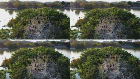 惠州西湖观鸟台航拍大景 2高清在线视频素材下载