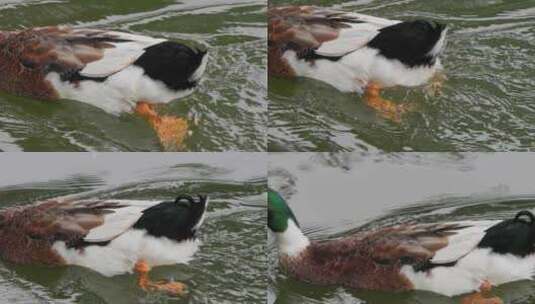 绿头鸭游泳的姿态动作，升格特写高清在线视频素材下载