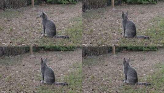 花园里的猫白天会被鸟分心高清在线视频素材下载