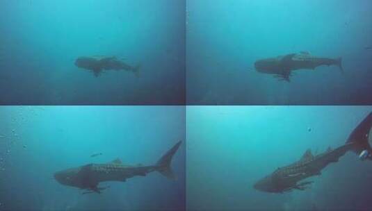 鲸鱼在蓝色的水中游泳高清在线视频素材下载