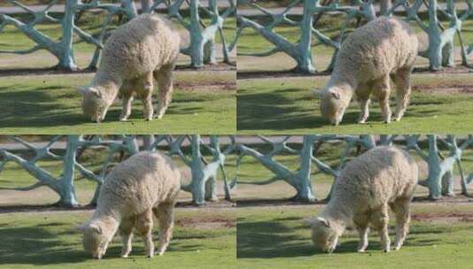 羊驼在草地上吃草高清在线视频素材下载