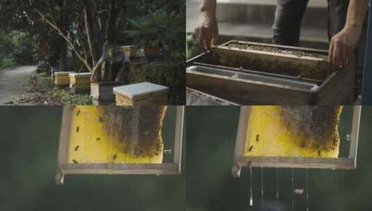 蜂农取出蜂巢摇蜜高清在线视频素材下载