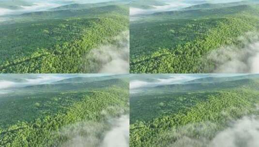 航拍云雾缭绕的绿色松林高清在线视频素材下载