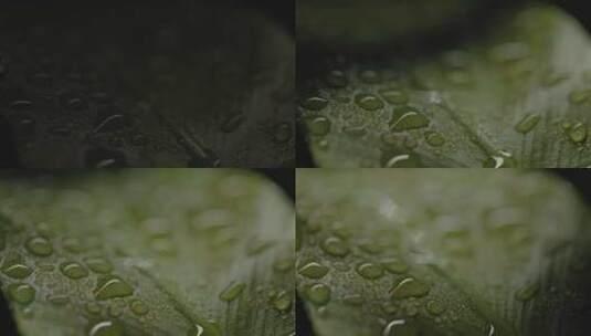 叶子上的雨滴特写高清在线视频素材下载