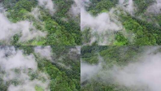 鸟瞰云雾森林树木绿肺高清在线视频素材下载