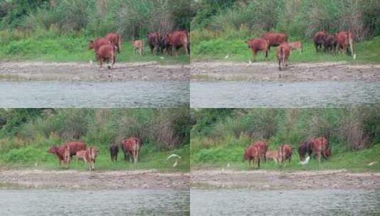 一群黄牛行走在大山的溪畔，白鹭飞翔高清在线视频素材下载