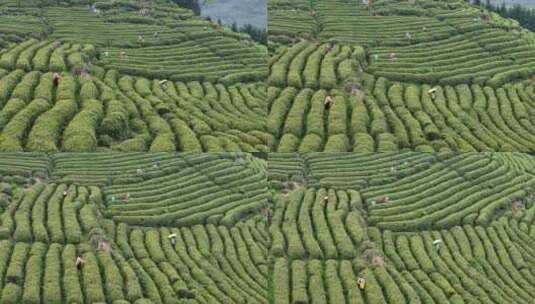 茶园采茶高清在线视频素材下载