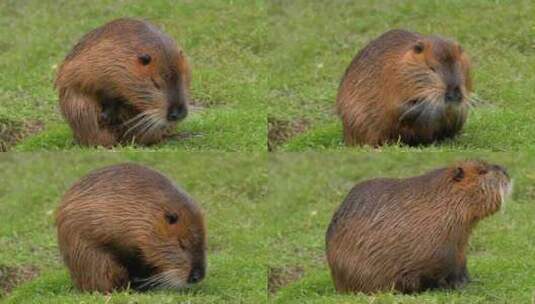 海狸鼠、食草动物、Coypu、啮齿动物高清在线视频素材下载