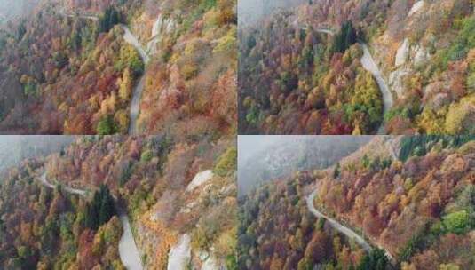 道路，森林，松树，风景高清在线视频素材下载