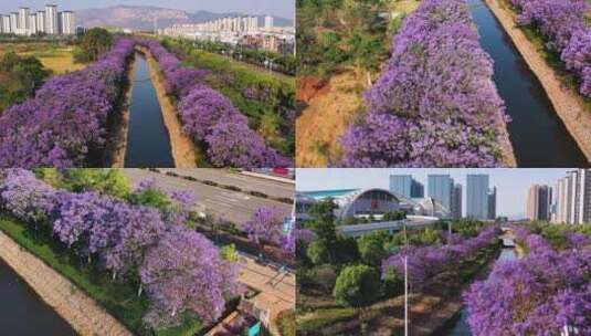 昆明蓝花楹航拍 滇池国际会展中心高清在线视频素材下载