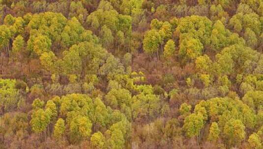 快进X10 航拍大兴安岭金色秋天高清在线视频素材下载
