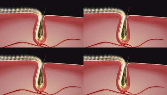 滋养毛囊毛 囊瘙痒 头发 去屑生发除螨高清在线视频素材下载