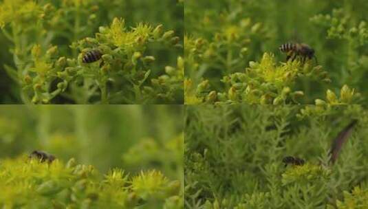 蜜蜂采蜜  授粉 花蜜 大自然 特写高清在线视频素材下载