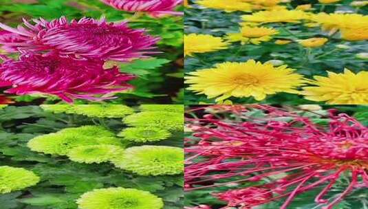 绿色菊花特写展示高清在线视频素材下载