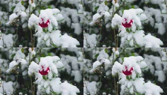 冬天下雪天大雪纷飞雪花覆盖花朵的雪景风景高清在线视频素材下载