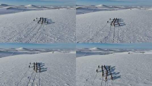 呼伦贝尔大雪原奔跑的马群高清在线视频素材下载