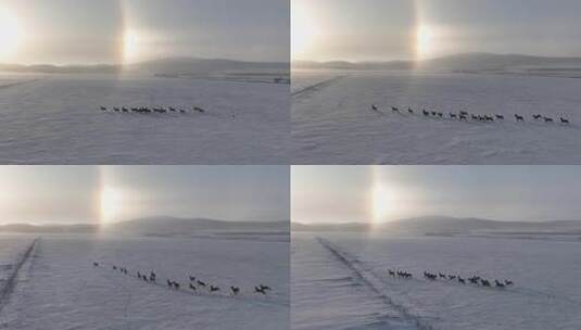 雪地上狍群奔跑的广阔景象高清在线视频素材下载