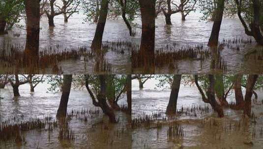 深圳西湾红树林湿地公园高清在线视频素材下载