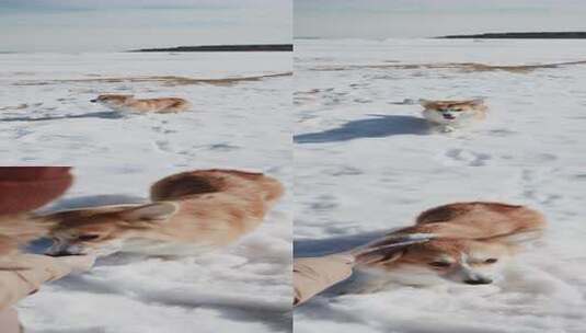 雪地里人与柯基犬互动的温馨场景高清在线视频素材下载