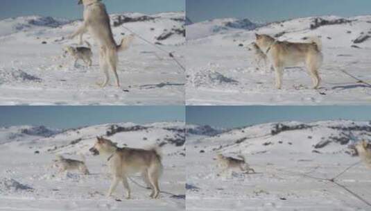 护卫犬、攻击犬、吠叫犬、雪橇犬高清在线视频素材下载