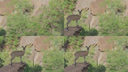 Klipspringer，肯尼亚，非洲，高清在线视频素材下载