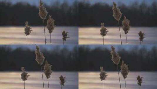 河边的芦苇高清在线视频素材下载