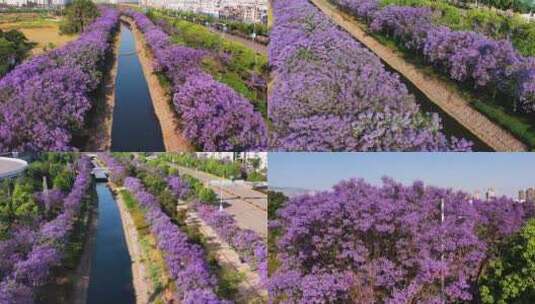 昆明蓝花楹航拍 滇池国际会展中心高清在线视频素材下载