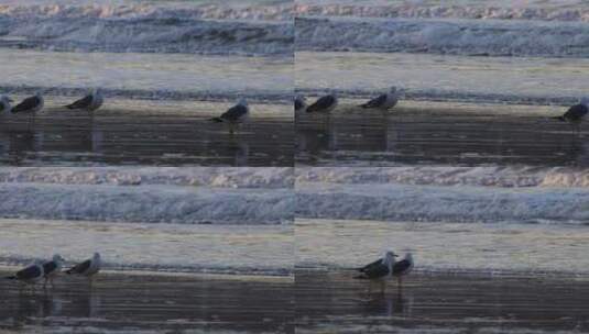 威海金海湾沙滩上的海鸥高清在线视频素材下载