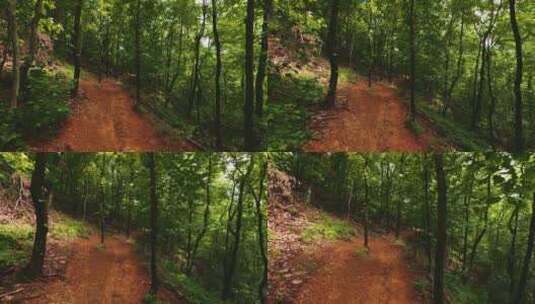 森林的树木高清在线视频素材下载
