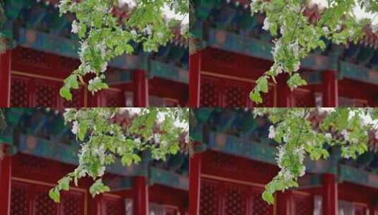 春天中国北京故宫博物院内绽放的梨花高清在线视频素材下载