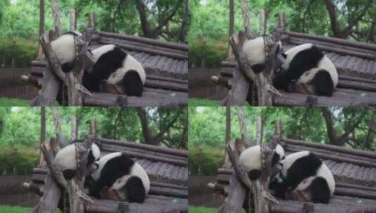 大熊猫-04高清在线视频素材下载