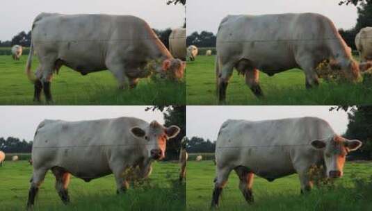奶牛在农场行走高清在线视频素材下载