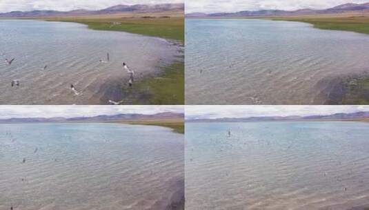 西藏 阿里北线一错再措高原湖天上阿里海鸥高清在线视频素材下载