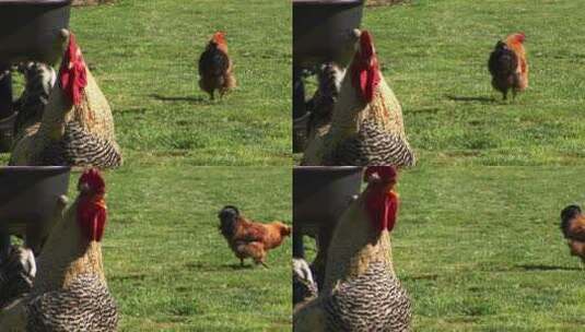 母鸡在农场打鸣高清在线视频素材下载