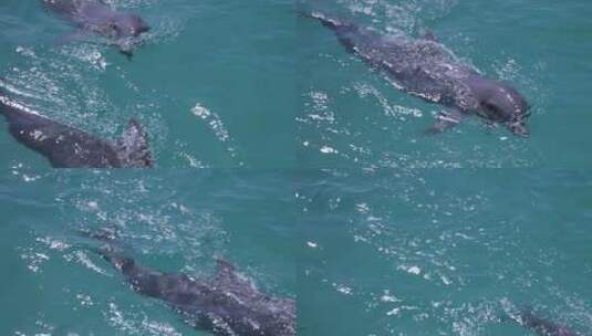 海洋馆里游动的海豚高清在线视频素材下载