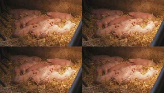 小猪睡觉高清在线视频素材下载
