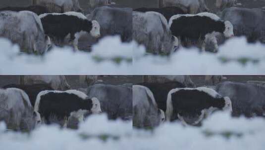 雪山上的羊高清在线视频素材下载