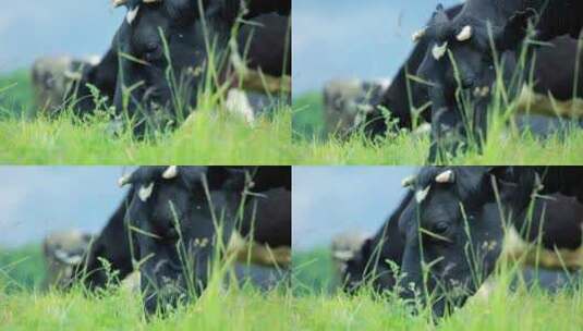 奶牛吃青草高清在线视频素材下载