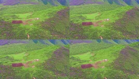 中国西部甘肃省高山草原风景航拍高清在线视频素材下载