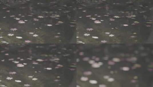 水面落叶水中枫叶LOG素材高清在线视频素材下载