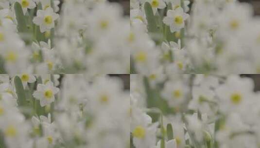 花卉市场花卉特写LOG高清在线视频素材下载