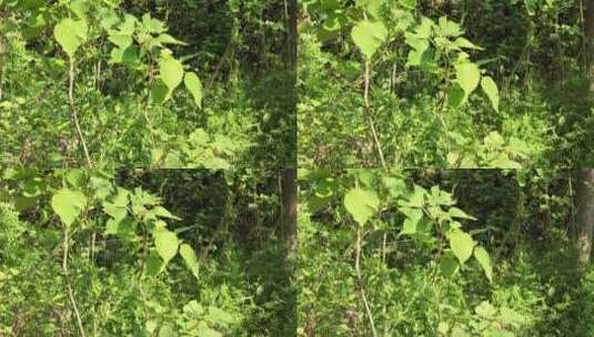 春天绿色植物花草树木景色高清在线视频素材下载