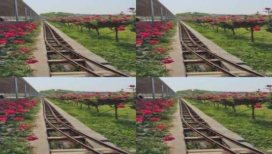 衡阳金甲岭玫瑰园自然风光高清在线视频素材下载