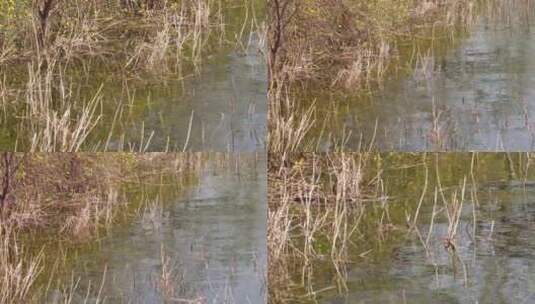 【镜头合集】河流芦苇水草苇子湖水高清在线视频素材下载