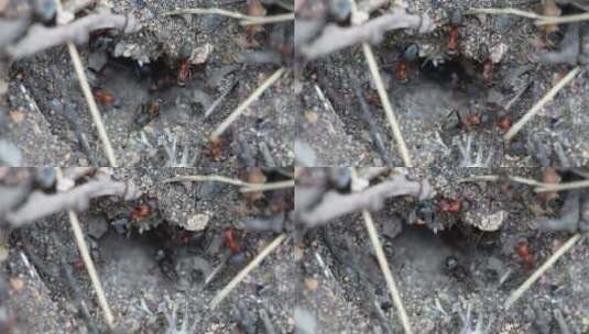 蚁丘里的蚂蚁高清在线视频素材下载