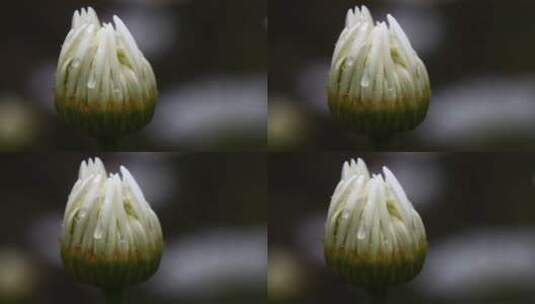 洋甘菊的花苞高清在线视频素材下载