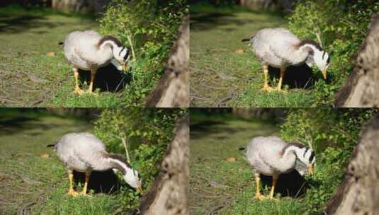 鸭子斑头雁在公园中行走吃草高清在线视频素材下载