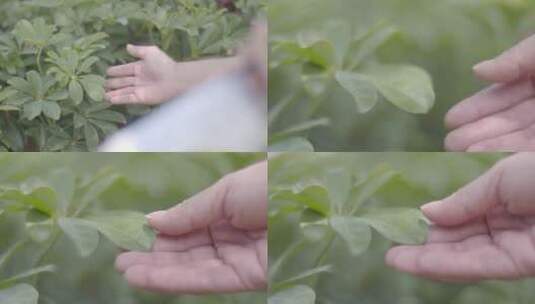 手摸叶子生物研究老师作物种植分析生物课堂高清在线视频素材下载