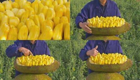 黄心菠萝蜜高清在线视频素材下载