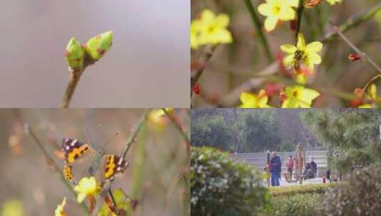 春暖花开高清在线视频素材下载